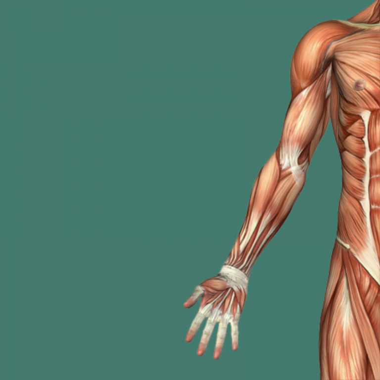 Biomecânica Aplicada ao Yoga